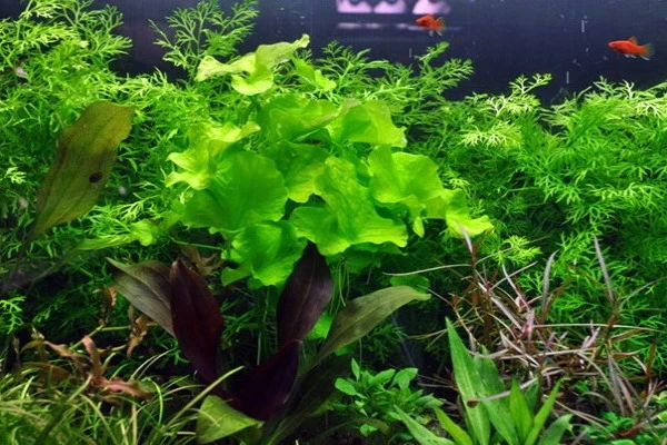 Bio Dekor Geschäft -Bio Dekor Geschäft 041BTC T 1 1