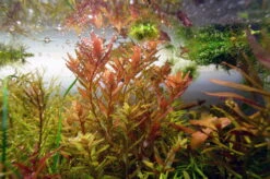 Dennerle Rotala Spec. "Coin Leaf"