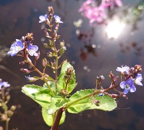Bio Dekor Geschäft -Bio Dekor Geschäft GT1110AA 1
