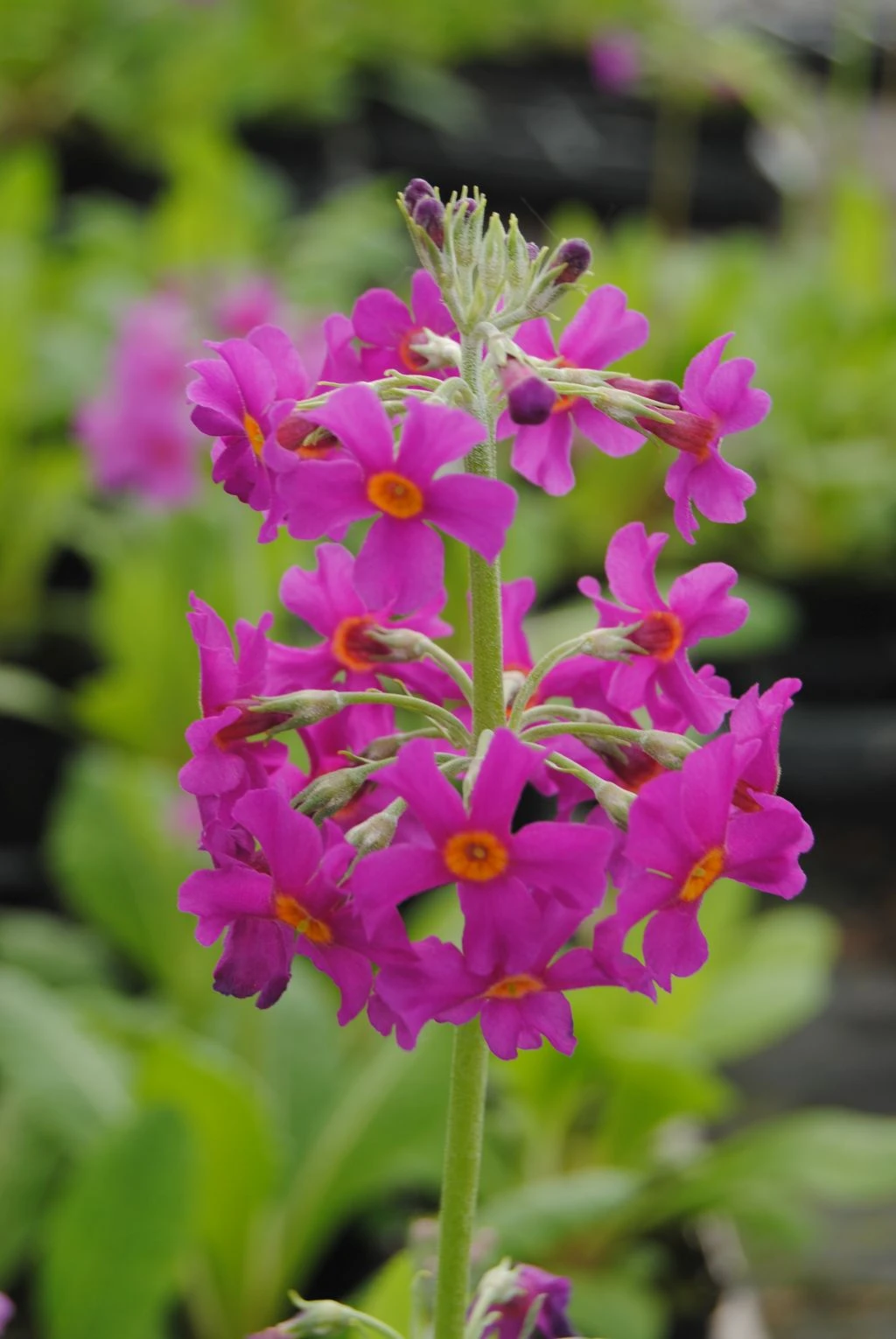 Bio Dekor Geschäft -Bio Dekor Geschäft GT182046BA 1 1