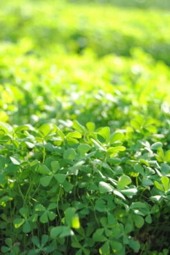 Bio Dekor Geschäft -Bio Dekor Geschäft GTU 013BA 1 2