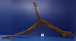 6XL Mangroven-Wurzel 133x64x29 Unikat - Traumwurzel #1439