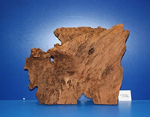 XL Mangroven-Wurzel 42x31x16 Unikat - Traumwurzel #1536 -Bio Dekor Geschäft W1536 1