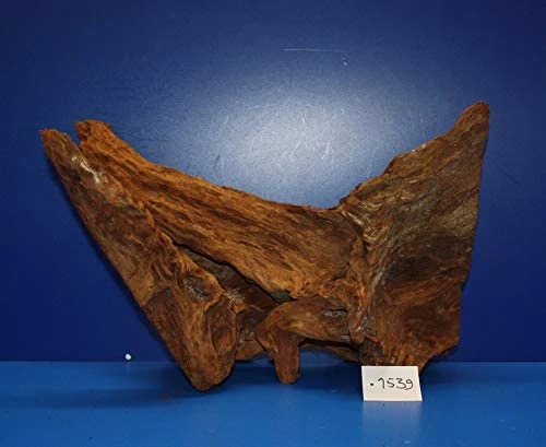 XL Mangroven-Wurzel 46x29x25 Unikat - Traumwurzel #1539 -Bio Dekor Geschäft W1539 1