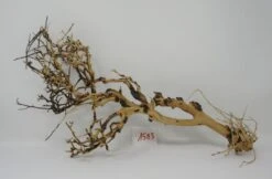 XL Thailand Zweig / Wurzel 47x28x16 Traumwurzel #1583